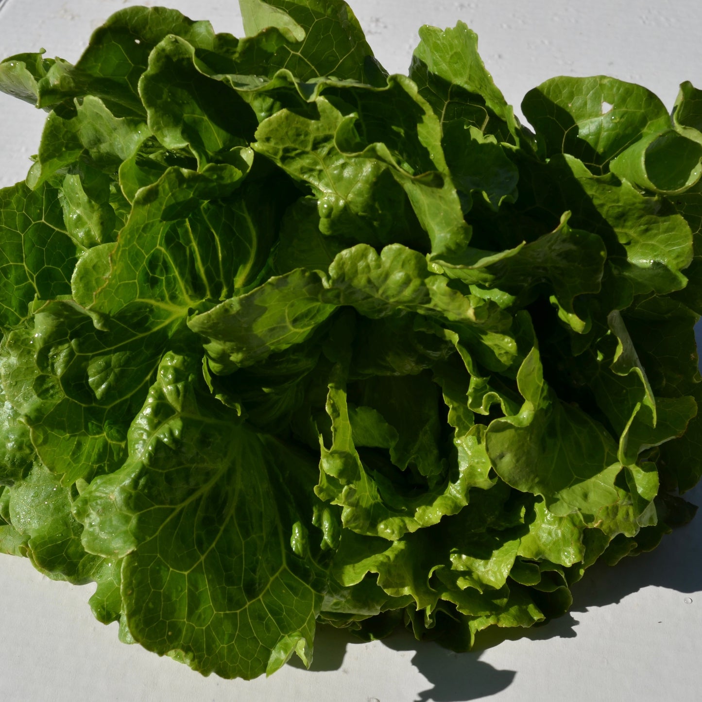 Organic Green Head Lettuce