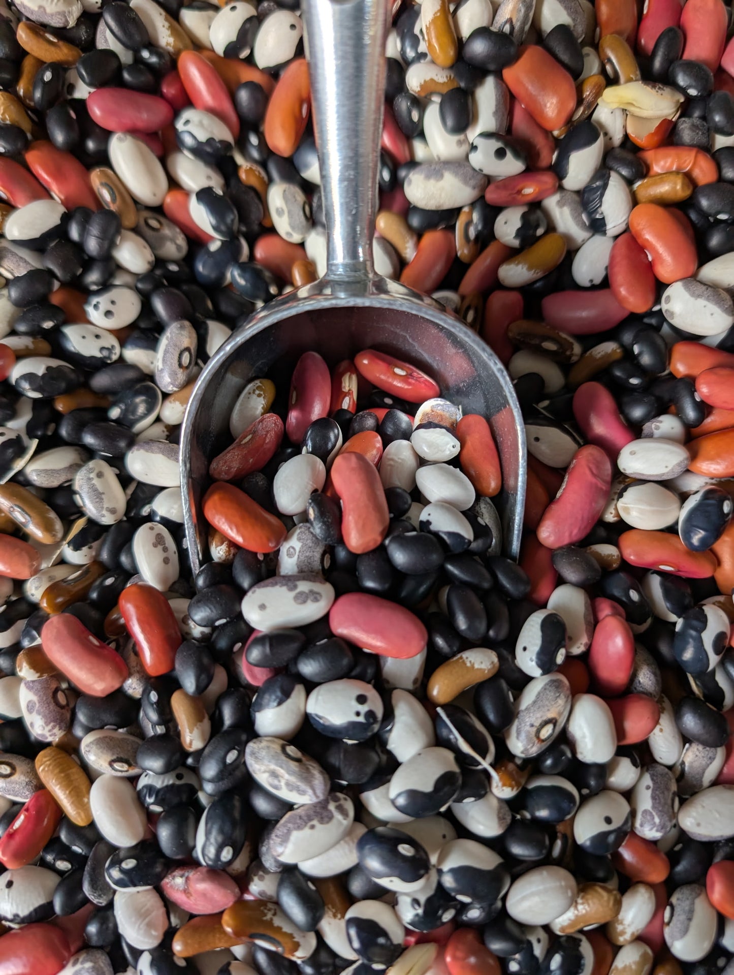 Dried Beans (1/2 lb)