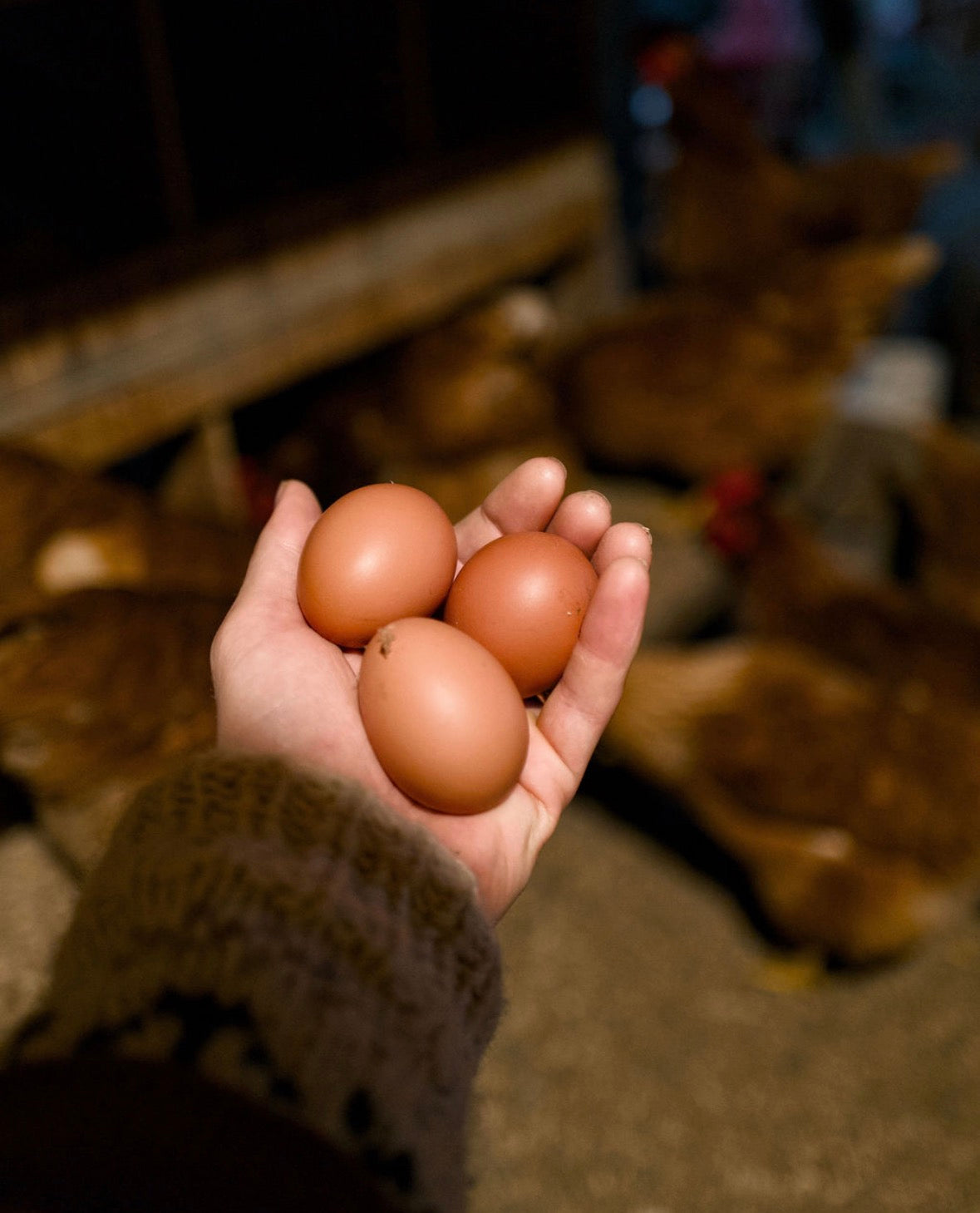 MLJ Chicken Eggs (1 dozen)