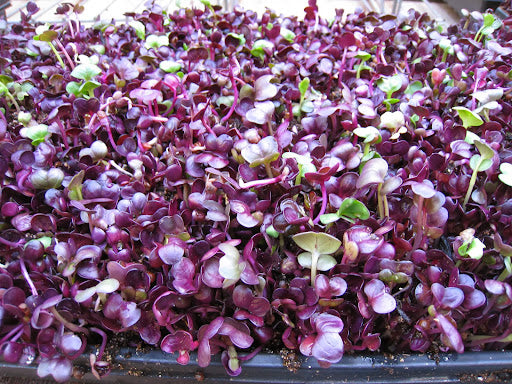 Organic Purple Radish Microgreens (20g)