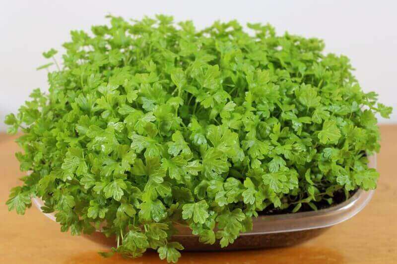 Celery Microherbs (.50oz)