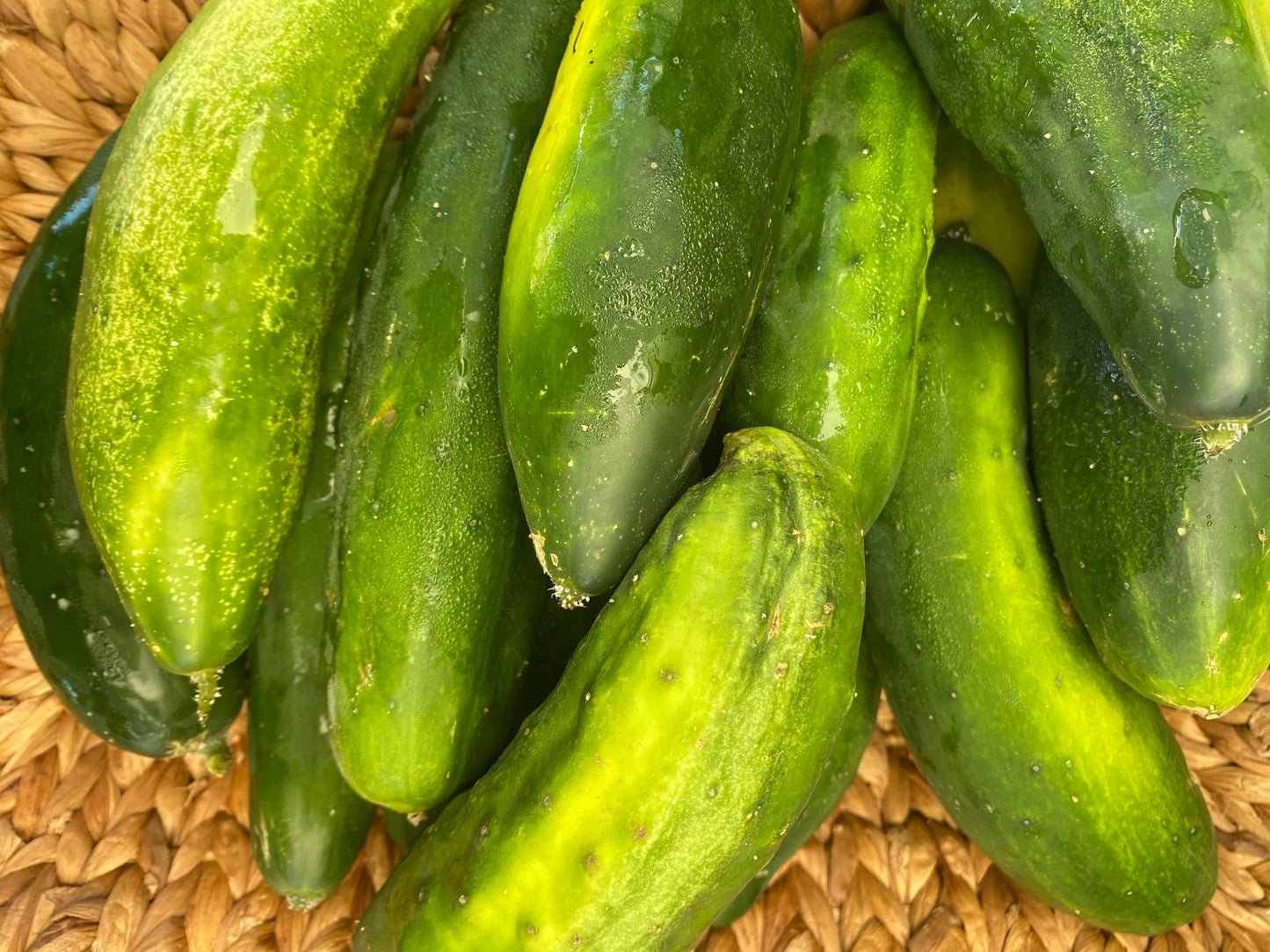 Slicer Cucumbers (2 lbs)