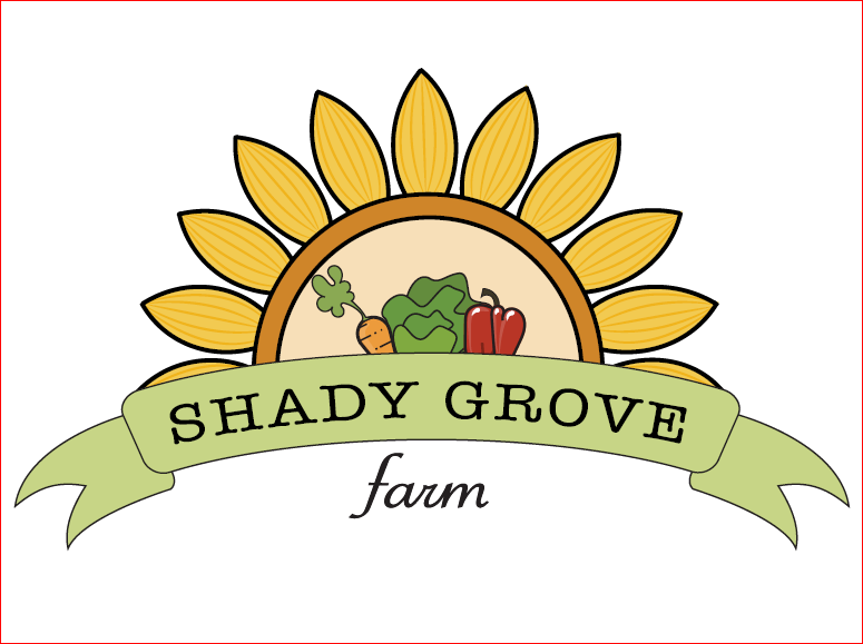 Organic Carrots (bunch)