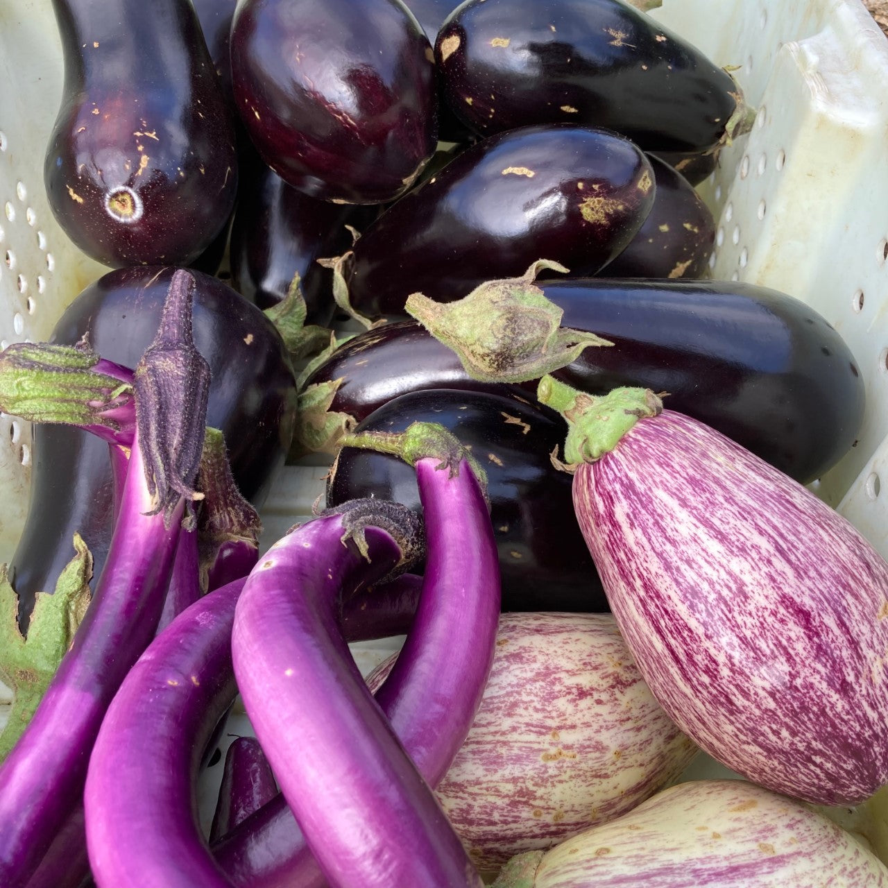 Organic Eggplant (2lb)
