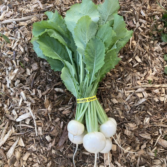 Organic Salad Turnips (bunch)