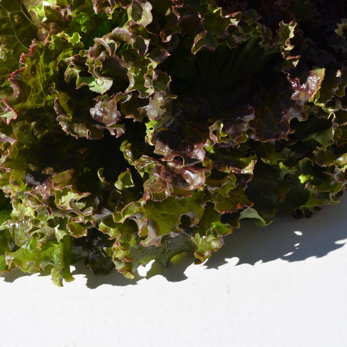Organic Red Head Lettuce