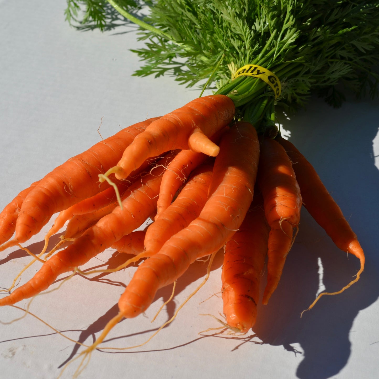 Organic Carrots (bunch)