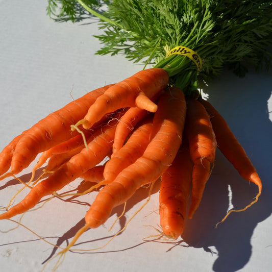 Organic Carrots (bunch)