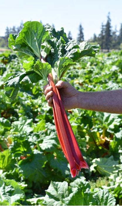 Rhubarb (1 lb)