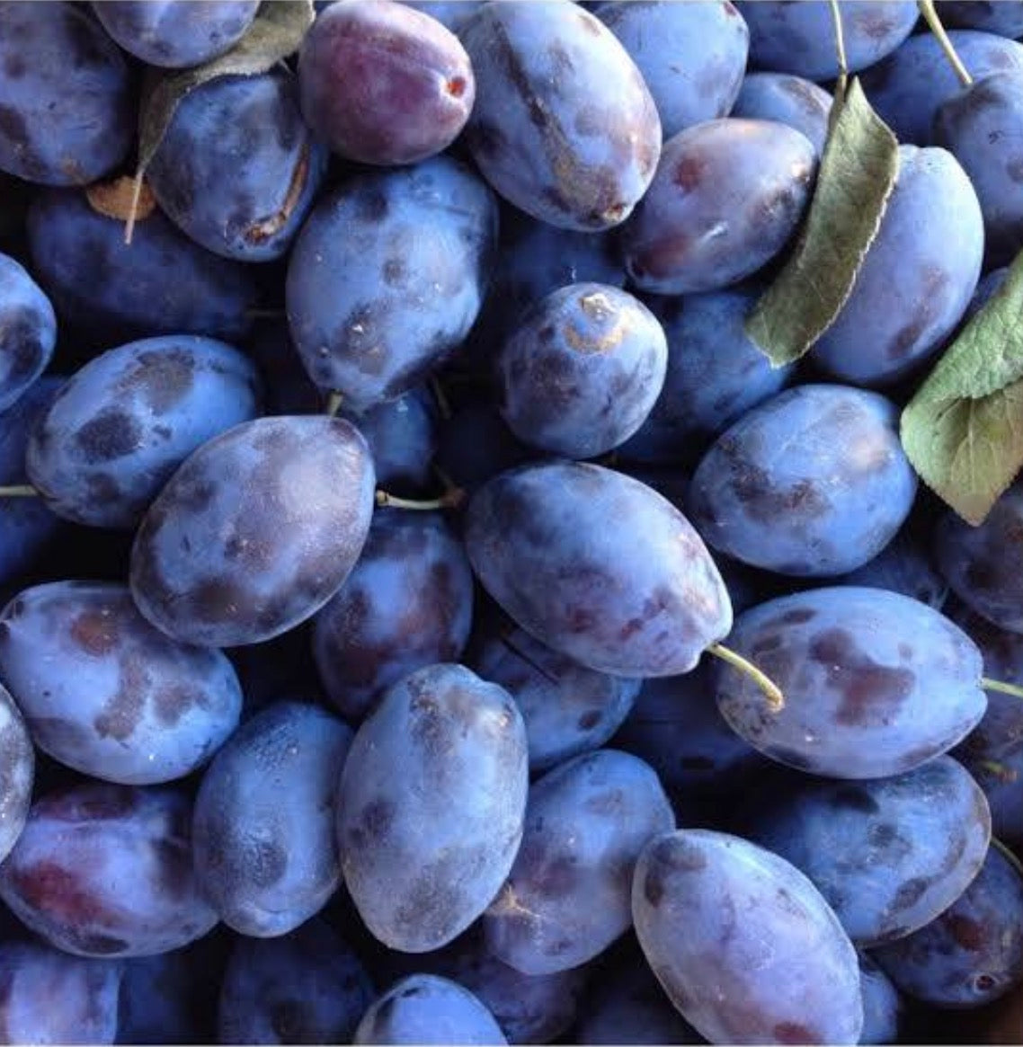 Italian Plums (pint)