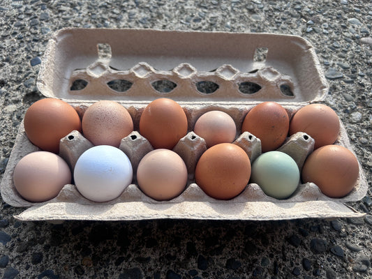 Chicken Eggs (1 dozen)