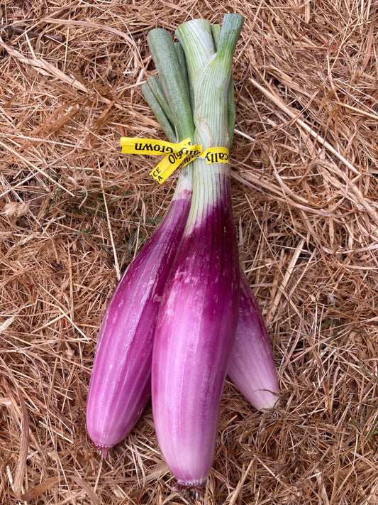 Organic Red Long Onions (each)