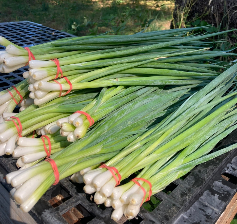 Organic Green Onions (bunch)