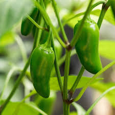 Jalapeno Peppers (pint)