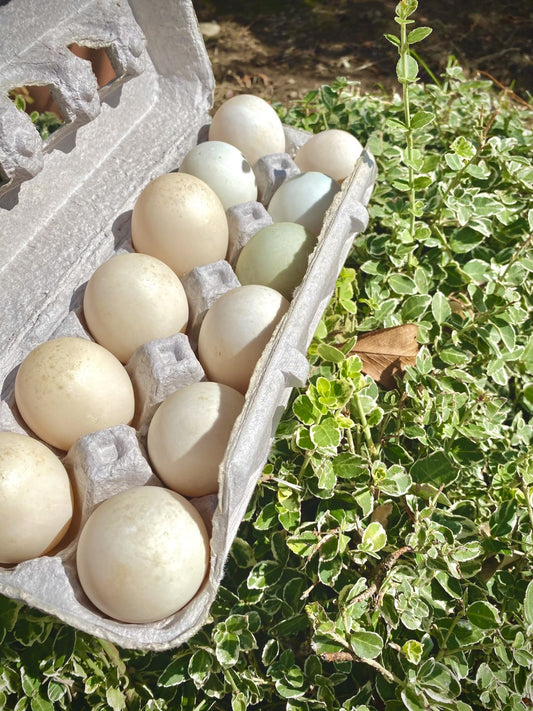 Duck Egg (1 dozen)