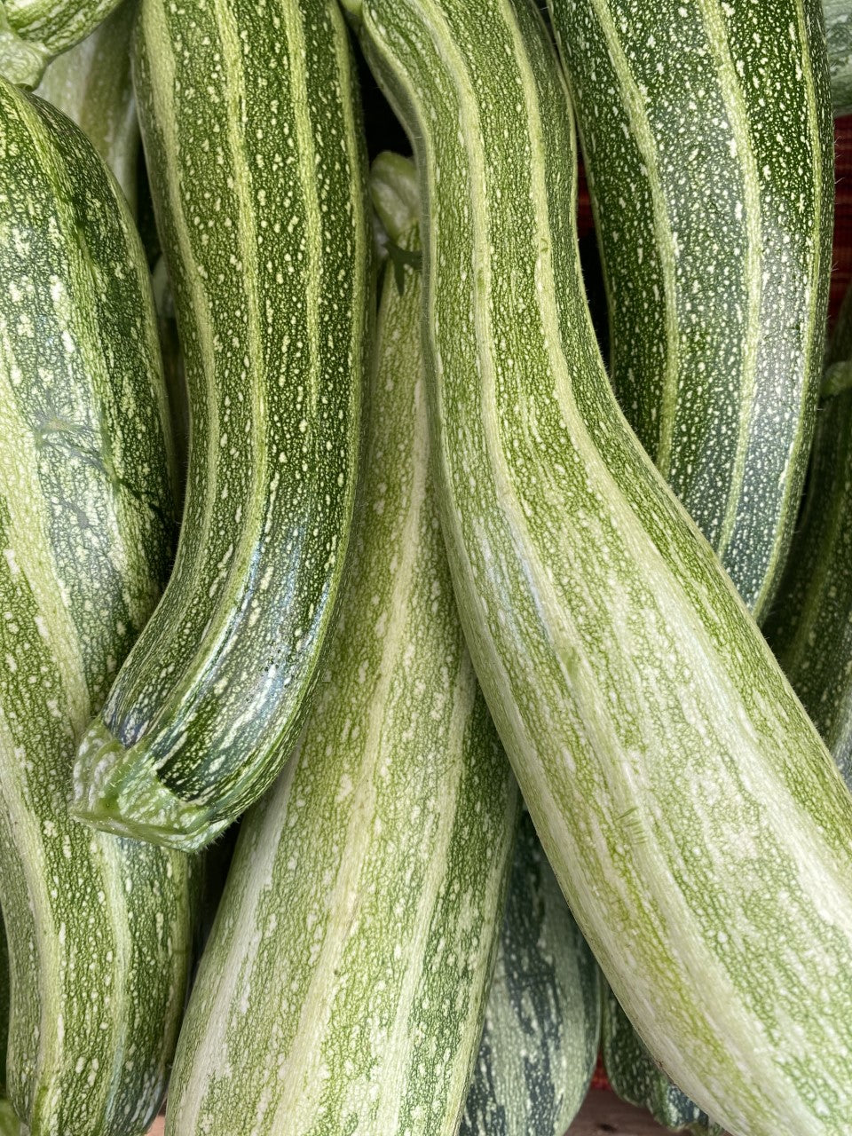 Organic Striped Zucchini (2lb)