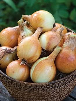 Organic Yellow Onion (2lb)